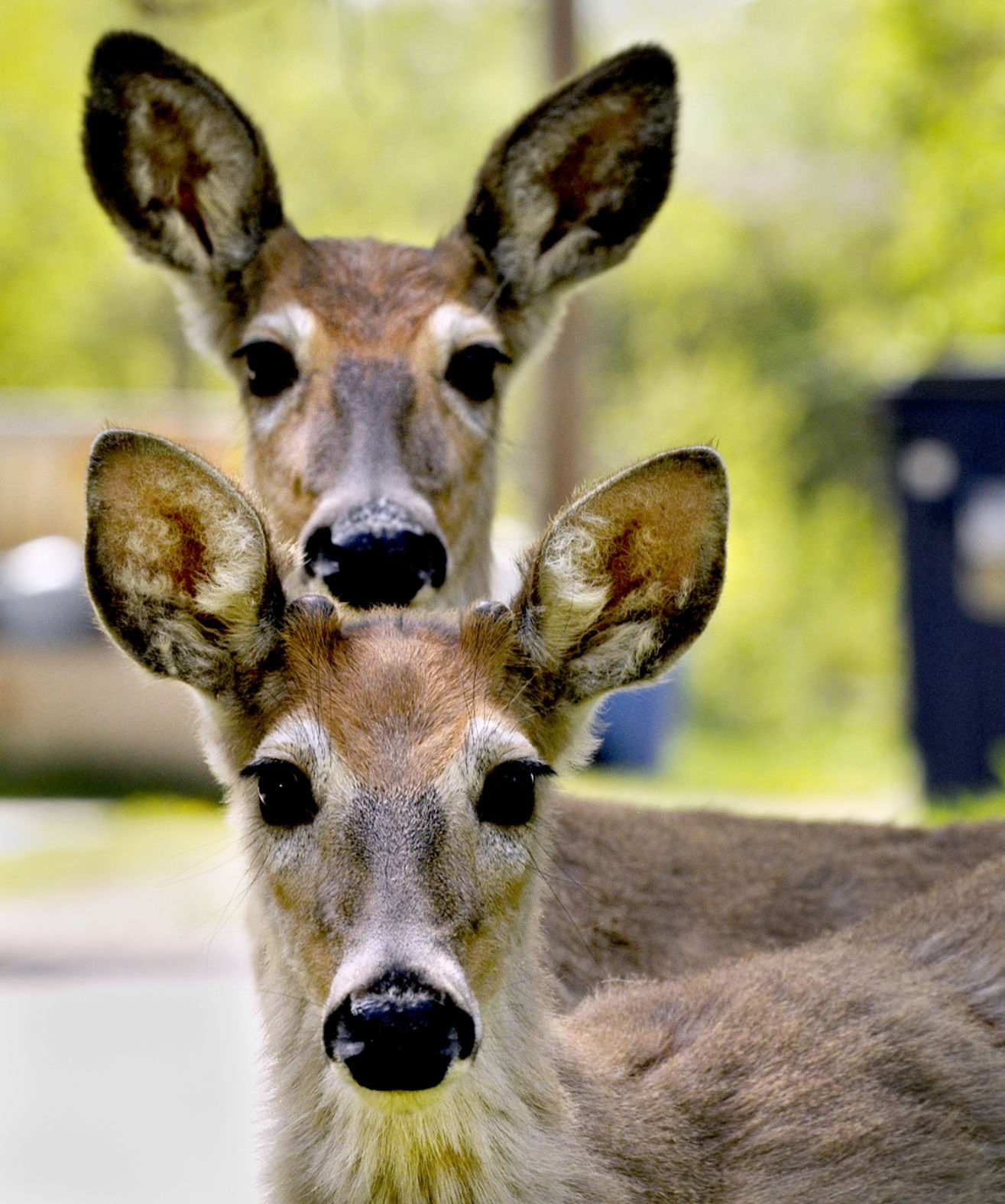 Urban deer